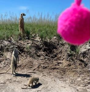 Cécile et les suricates Botswana avril 22